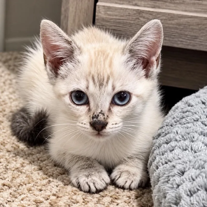 A baby small-sized female Gray / Blue / Silver Domestic Short Hair cat named Who Asked You for adoption in Boerne, TX