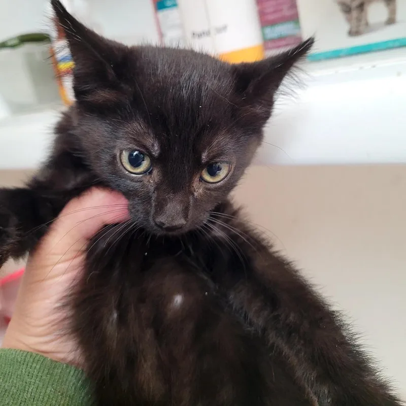 A baby small-sized male Domestic Long Hair cat named Dex grey collar for adoption in Allyn, WA
