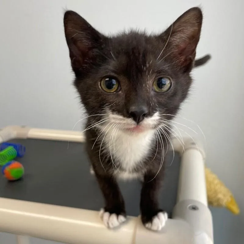 A young medium-sized male Domestic Short Hair cat named Jarrod for adoption in Roanoke, VA