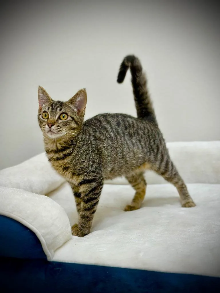 A baby small-sized female Tabby cat named Wendy for adoption in Newberg, OR