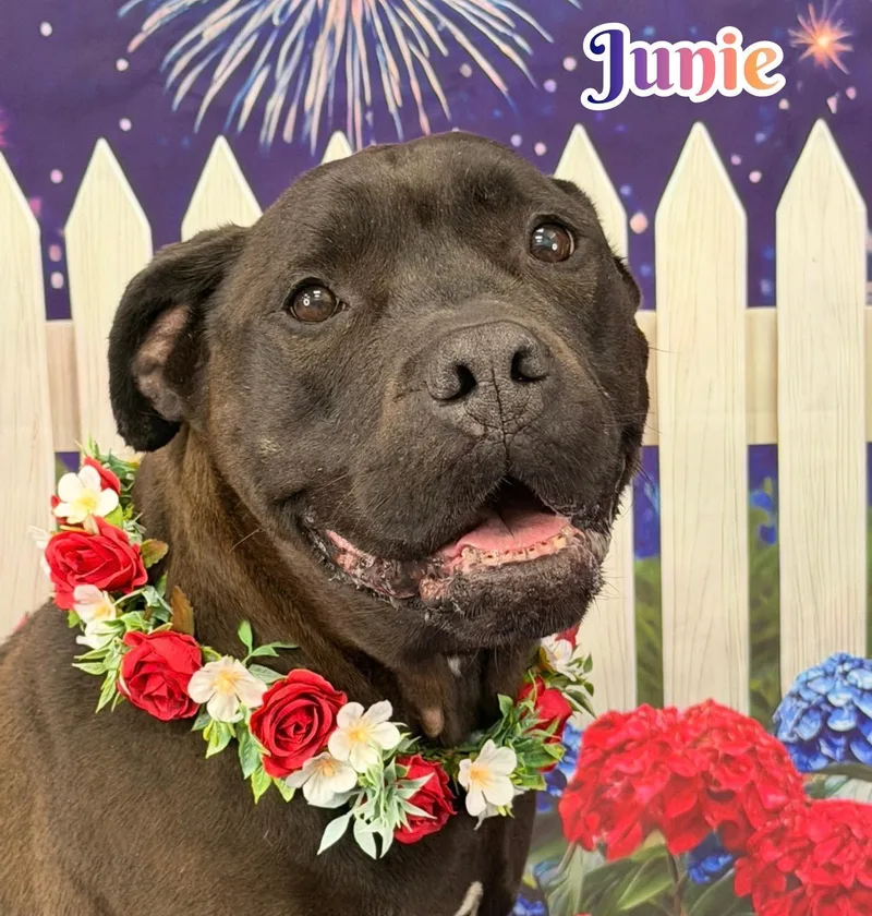 An adult medium-sized female Black Mixed Breed dog named Junie for adoption in Flint, MI