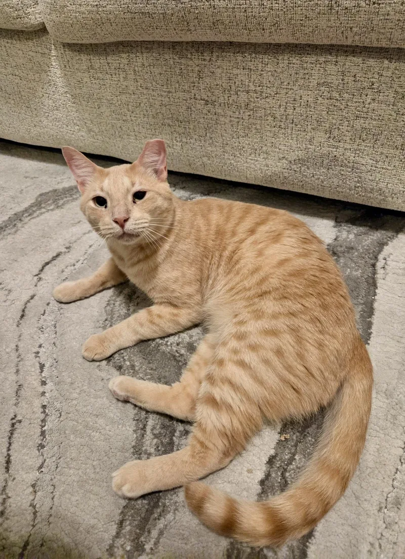 An adult medium-sized male American Shorthair cat named Cottontail for adoption in Austin, TX
