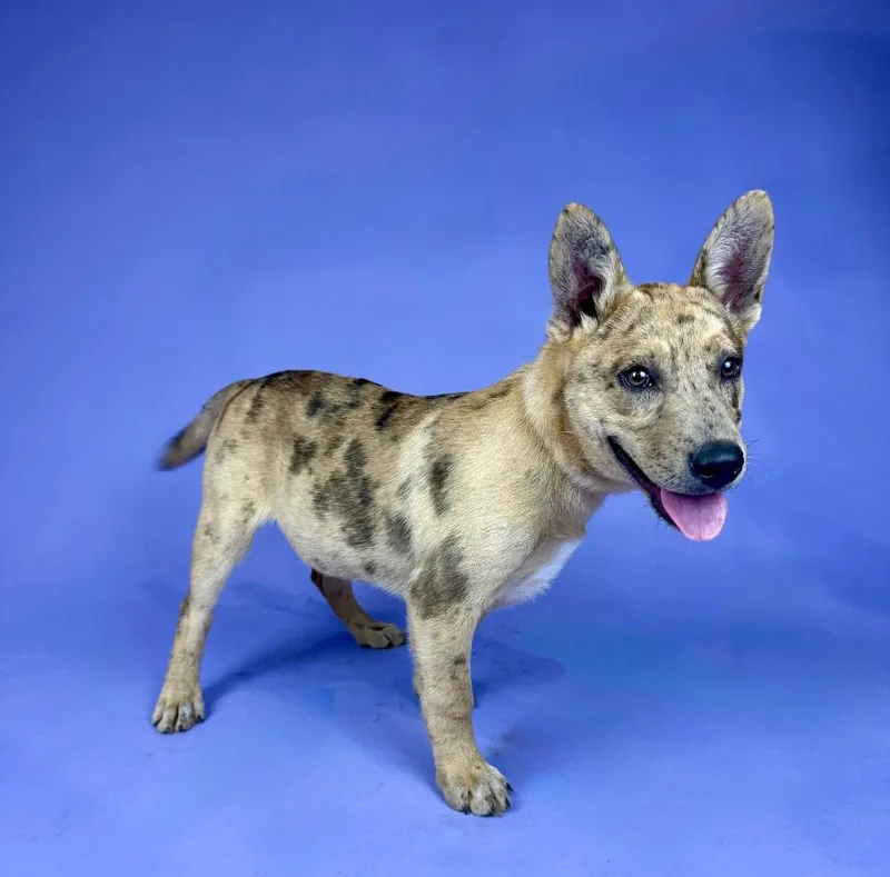 A young medium-sized female Yellow / Tan / Blond / Fawn Catahoula Leopard Dog dog named Banksy for adoption in Alvin, TX