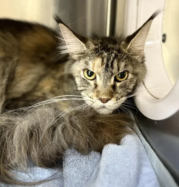 A young large-sized female Maine Coon cat named Acadia for adoption in Sioux City, IA