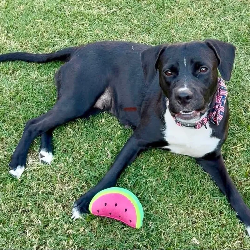 A young medium-sized female Black Labrador Retriever dog named Gabby for adoption in Fort Worth, TX