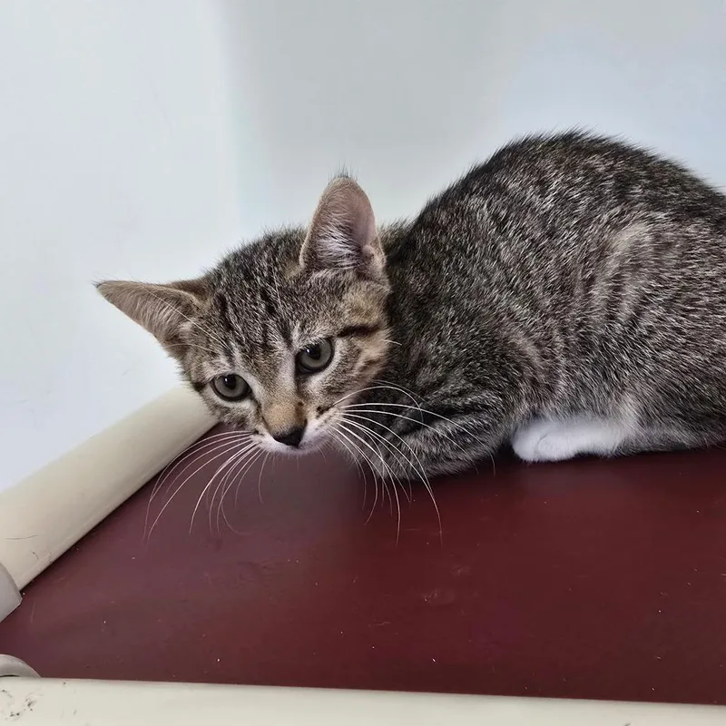 A baby small-sized female Domestic Short Hair cat named Matcha for adoption in Naples, FL