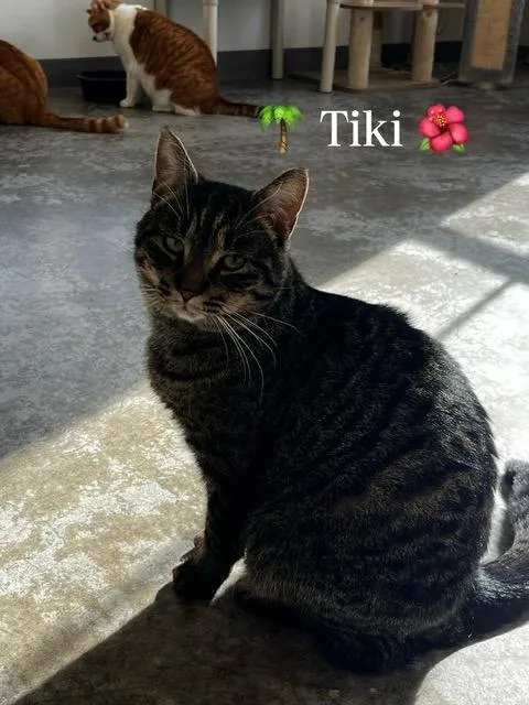 A young small-sized female Domestic Short Hair cat named Tiki for adoption in Clinton, SC