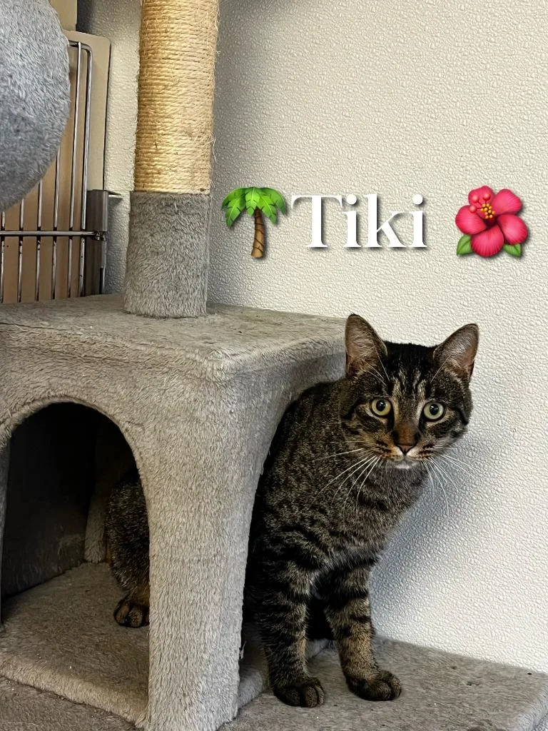 Tiki thumbnail 3