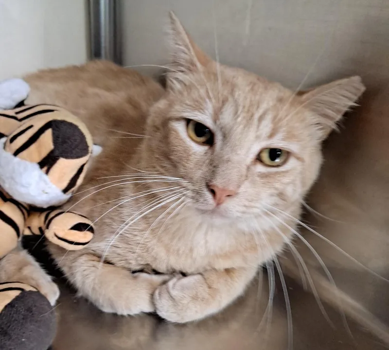 A young medium-sized male American Shorthair cat named Martin for adoption in Galloway, NJ