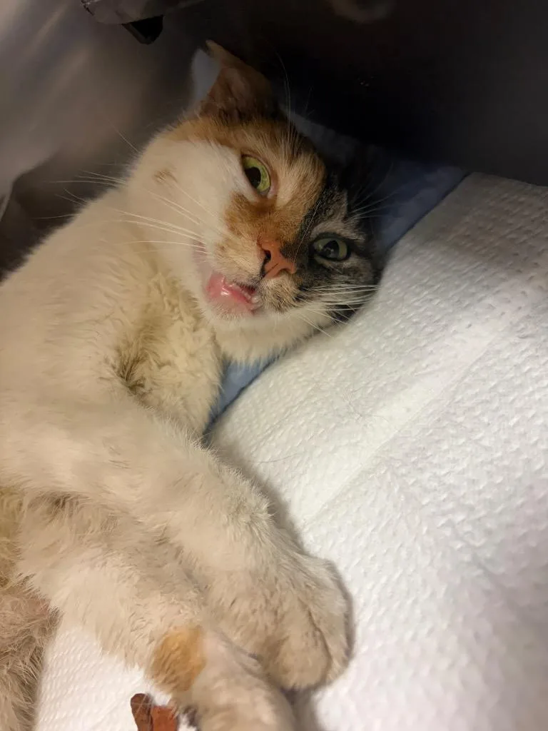 An adult medium-sized female Domestic Short Hair cat named Elsi for adoption in Wintersville, OH