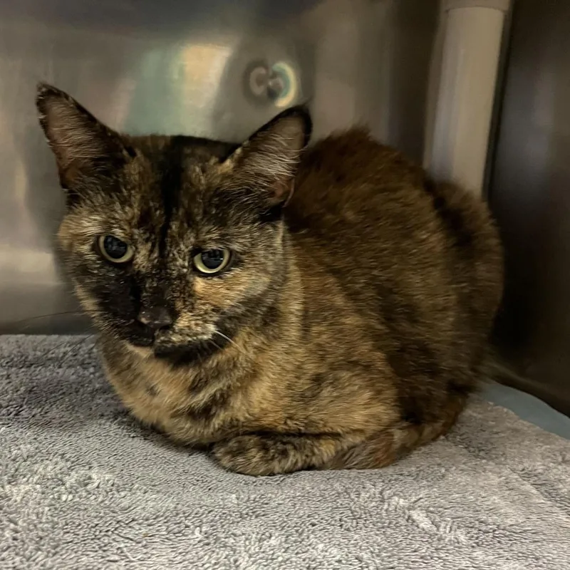 An adult medium-sized female Tortoiseshell Domestic Short Hair cat named MONTStray for adoption in Perkiomenville, PA