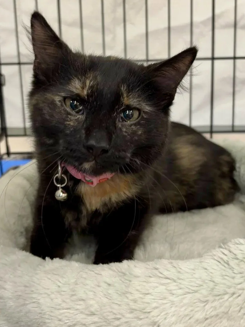 A young medium-sized female Domestic Short Hair cat named Nadine for adoption in Davis, CA
