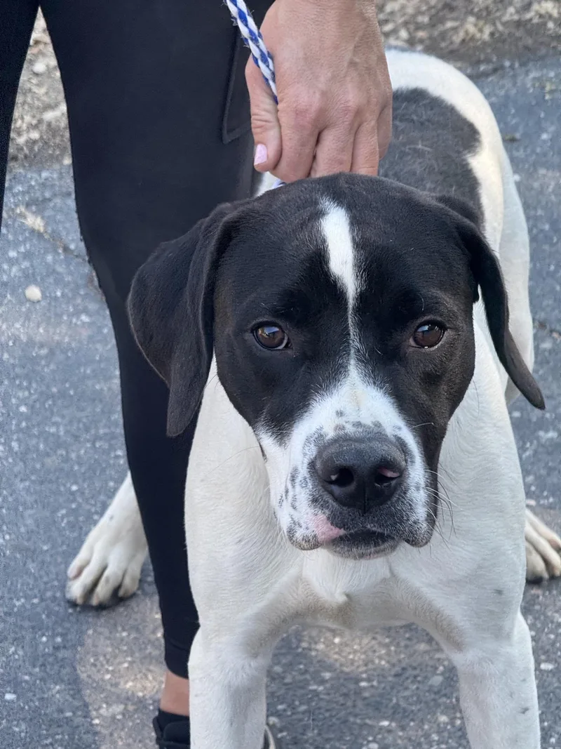 A young large-sized male Black German Shorthaired Pointer dog named Winston for adoption in Sonora, CA