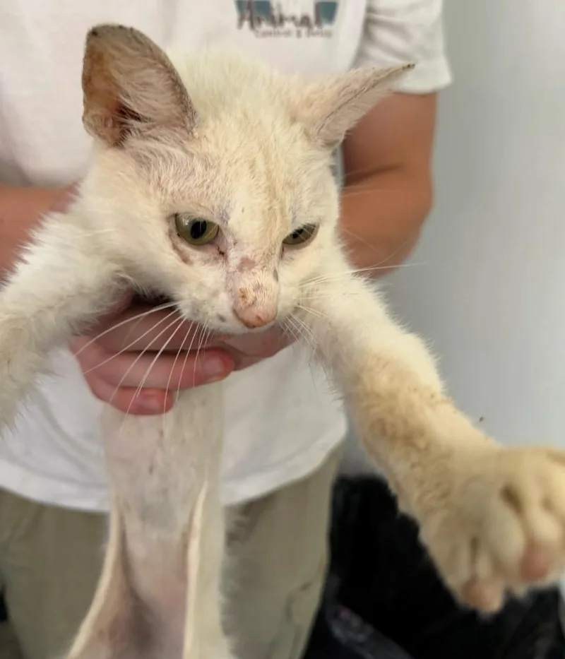 A young medium-sized female Domestic Short Hair cat named Skinny for adoption in Louisville, IL