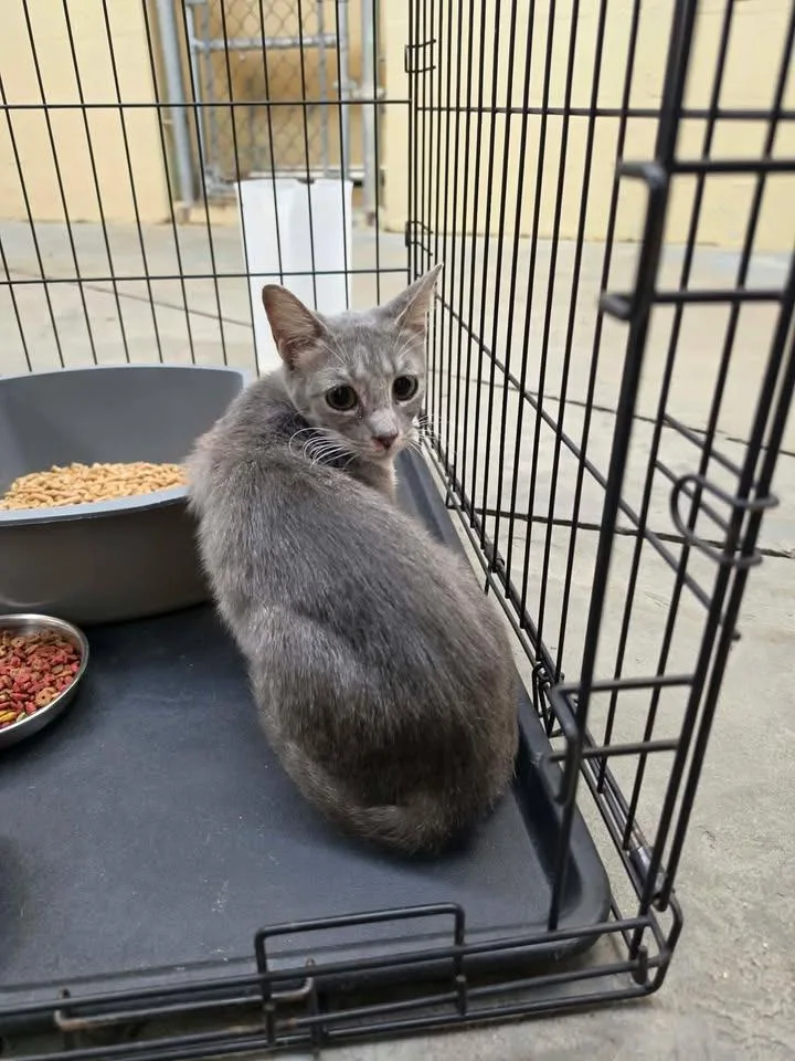 A young medium-sized female Domestic Short Hair cat named Winnie for adoption in Shelbyville, TN