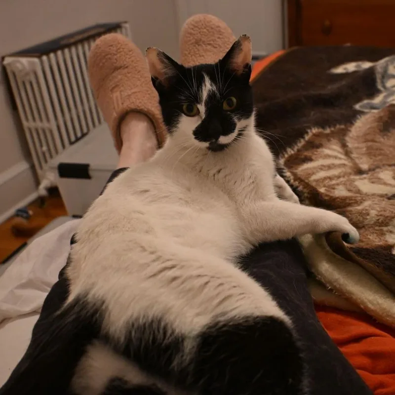 An adult small-sized female White American Shorthair cat named Bessie for adoption in Westport, CT