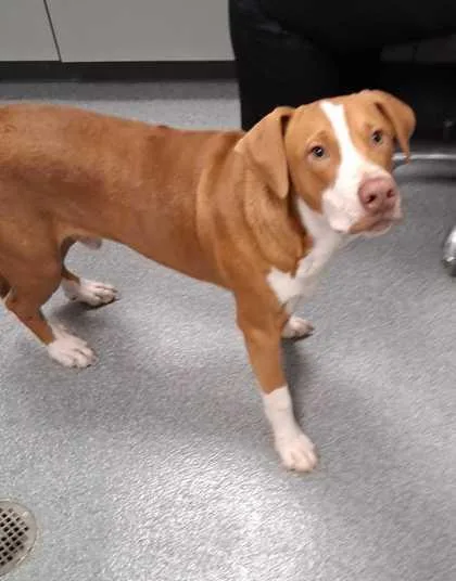 A young large-sized male Pit Bull Terrier dog named Peanut for adoption in Sevierville, TN