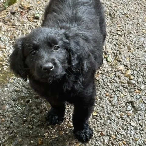 A baby medium-sized female Black Spaniel dog named Salem for adoption in Scottsburg, IN