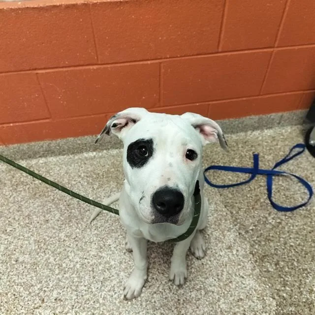 A baby medium-sized male Pit Bull Terrier dog named Half Pint for adoption in Pueblo, CO