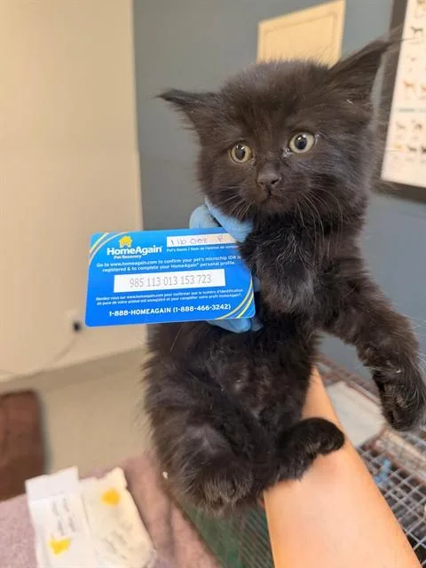 A baby small-sized female Domestic Long Hair cat named Cora for adoption in San Luis Obispo, CA