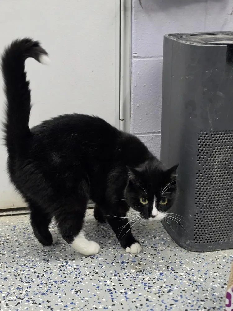 An adult small-sized female Black & White / Tuxedo Domestic Short Hair cat named Sprinkles for adoption in Mishawaka, IN