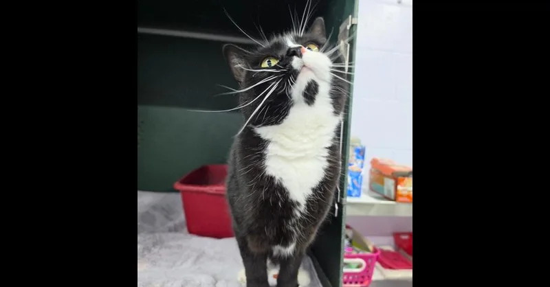 Sprinkles thumbnail 3