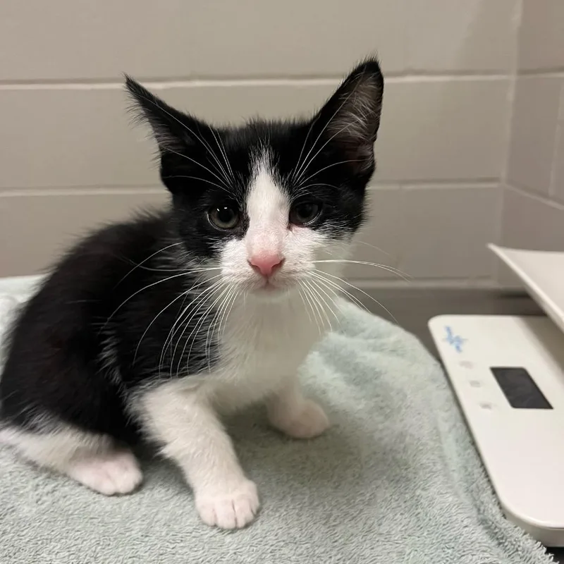 A baby small-sized male Black Domestic Short Hair cat named Josiah for adoption in Bristol, IN