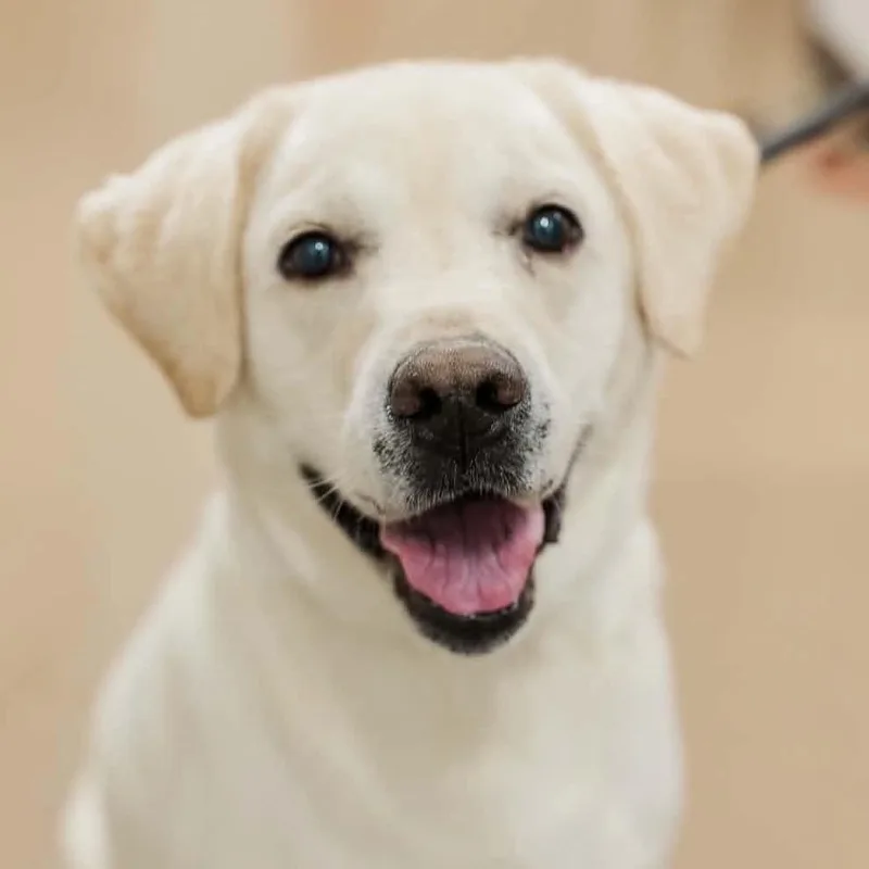 An adult large-sized male Labrador Retriever dog named Slyvester for adoption in Normal, IL