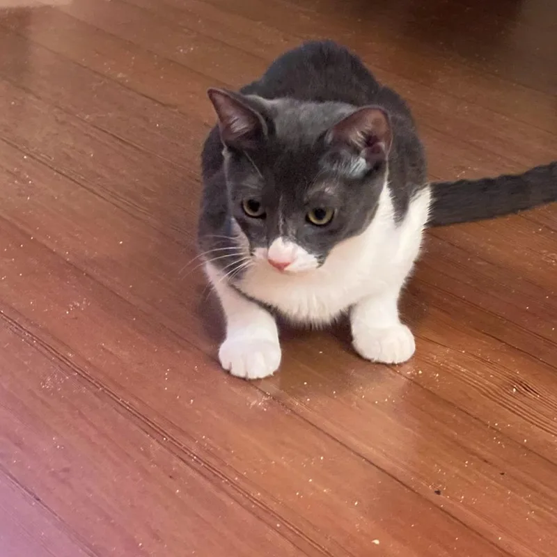 Gracie