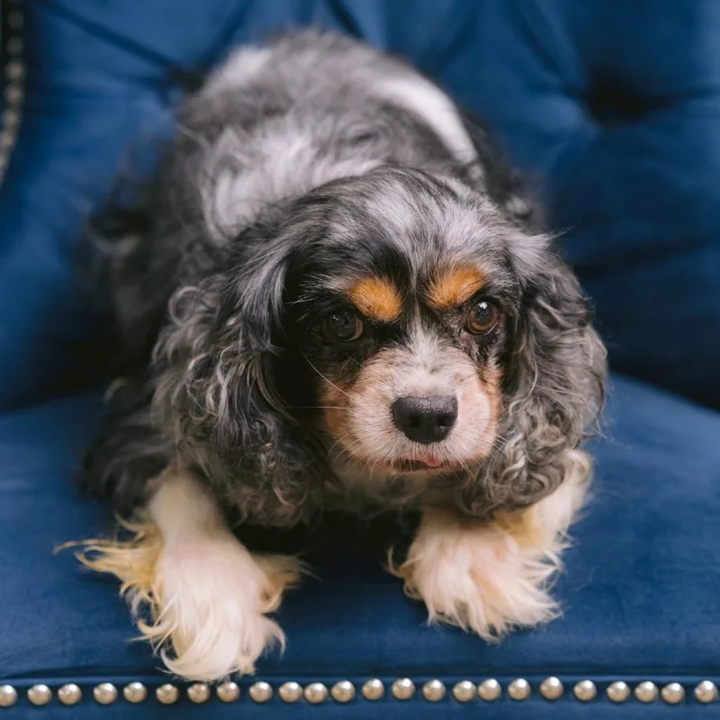 An adult small-sized male Cavalier King Charles Spaniel dog named Good Vibrations for adoption in Zionsville, IN