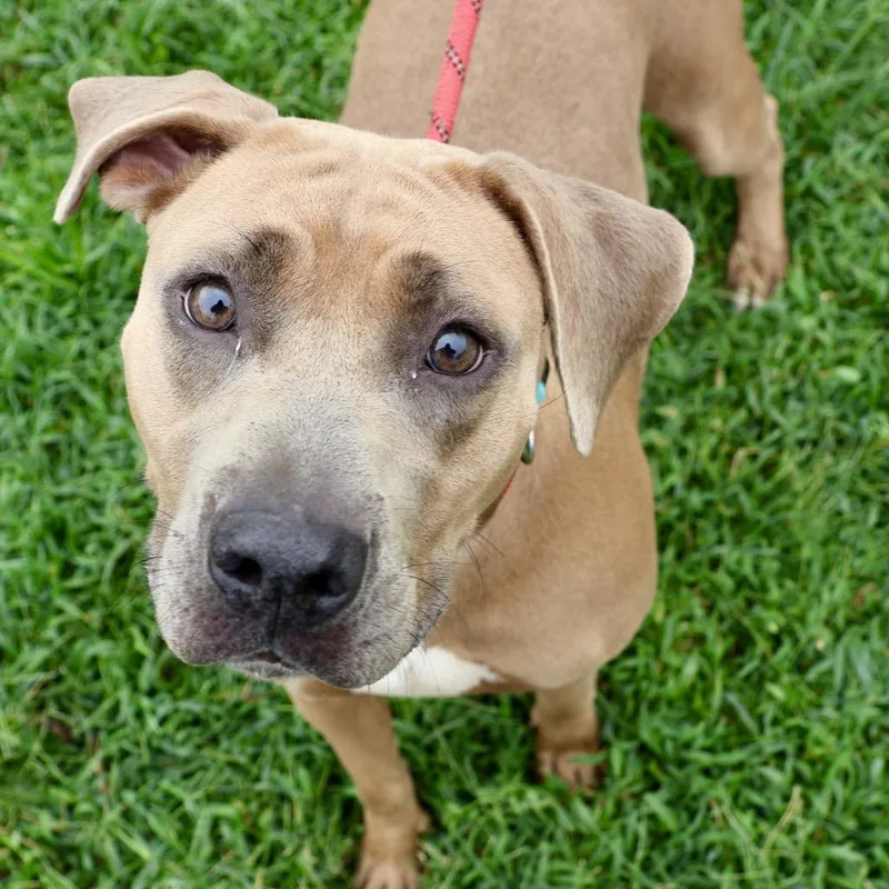 A young medium-sized female Mixed Breed dog named Blanche for adoption in St Joseph, MO