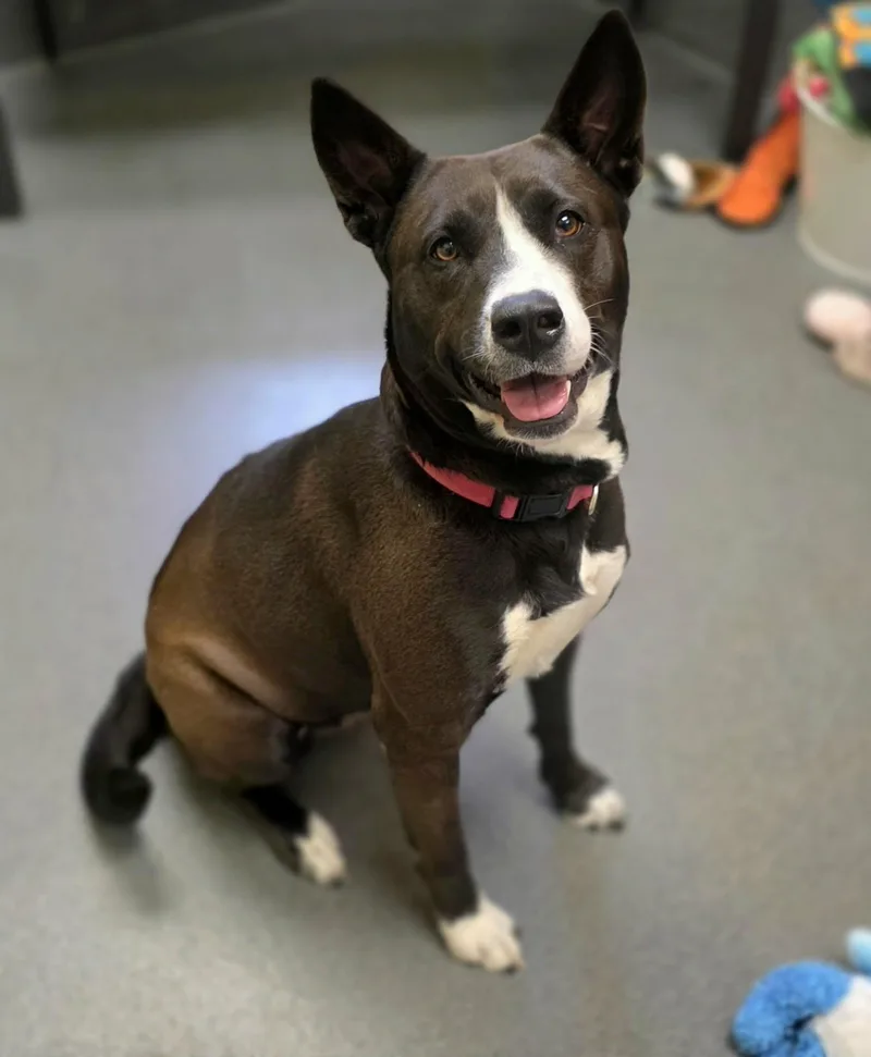 An adult medium-sized female Black Australian Cattle Dog / Blue Heeler dog named Daisy for adoption in Amherst, VA