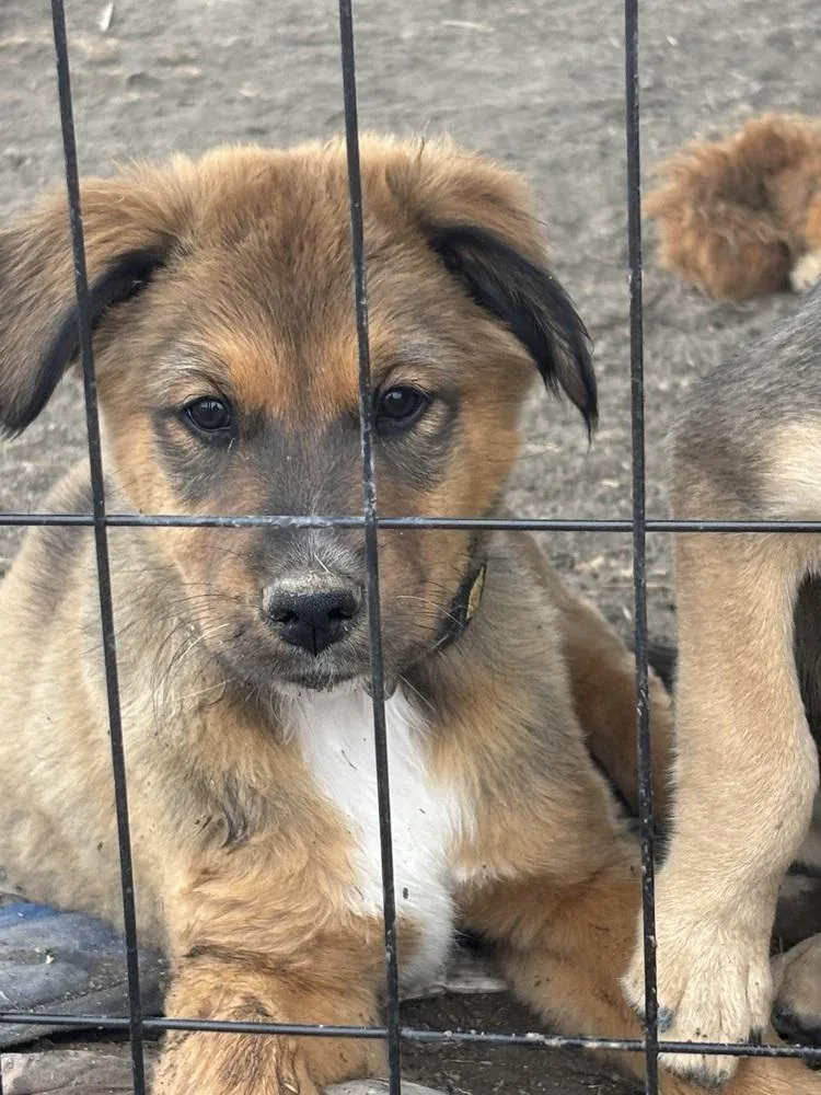 A baby medium-sized male Shepherd dog named Toffee for adoption in Thornton, CO