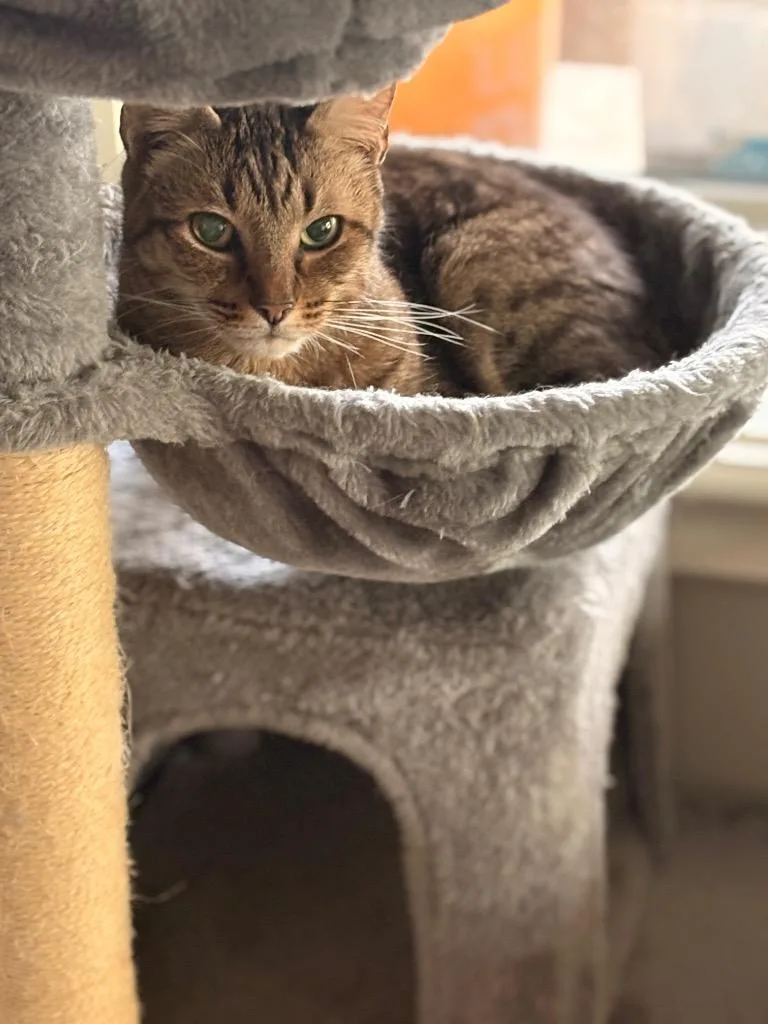 A senior medium-sized male American Shorthair cat named Tigger for adoption in Spring, TX