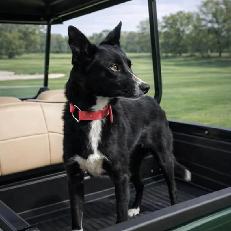 An adult small-sized female Black Border Collie dog named Boo for adoption in Fayetteville, GA