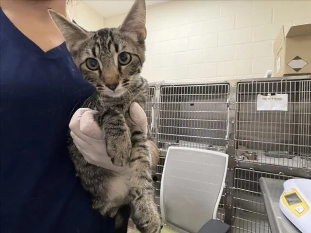 A baby small-sized male Domestic Short Hair cat named Charlie for adoption in Santa Fe, NM
