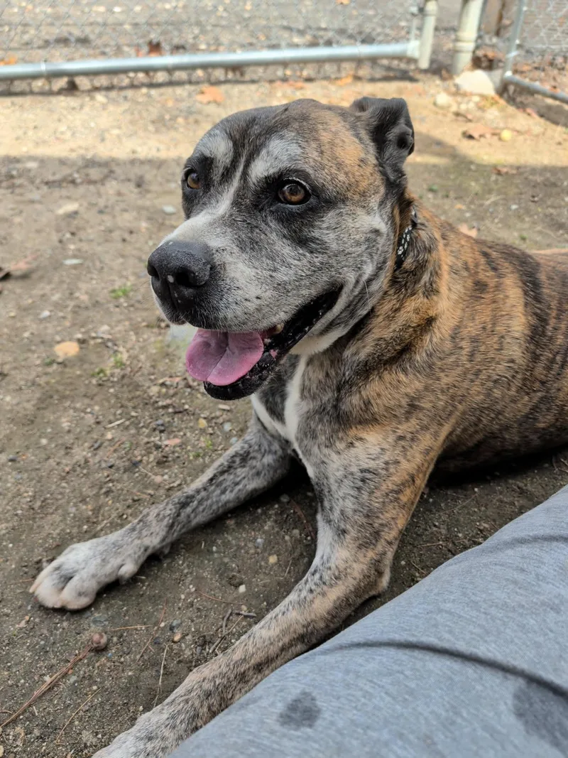 A senior large-sized male Bicolor Pit Bull Terrier dog named Jack for adoption in North Grosvenordale, CT