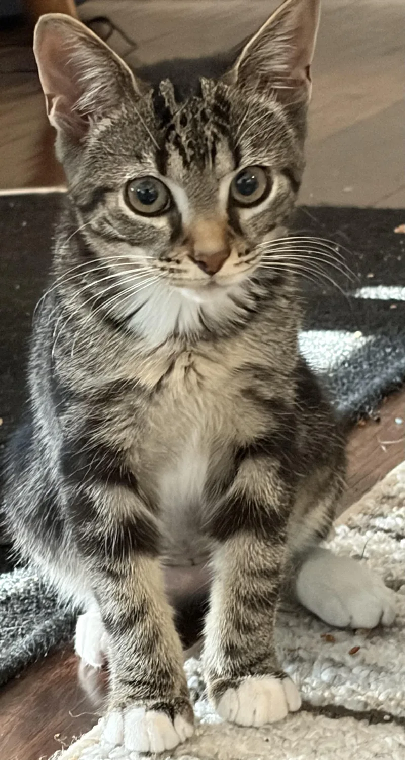 A baby small-sized female Domestic Short Hair cat named Daisy for adoption in Nashville, TN