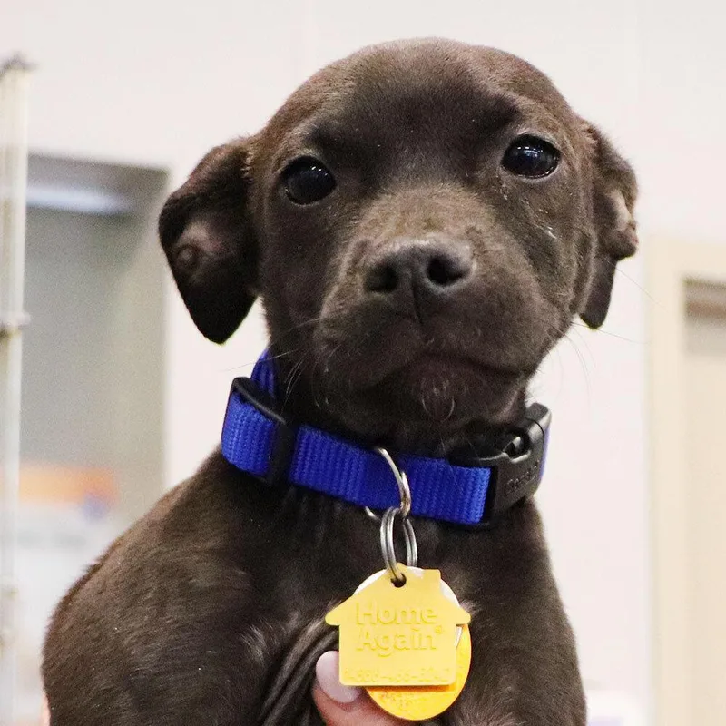 A baby small-sized male Mixed Breed dog named Zeke for adoption in Port Washington, NY
