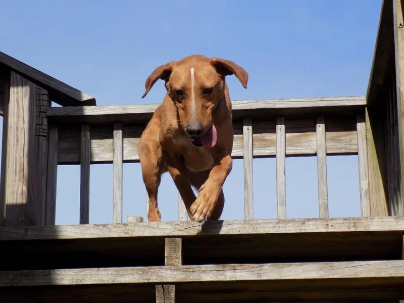 Buddy thumbnail 2