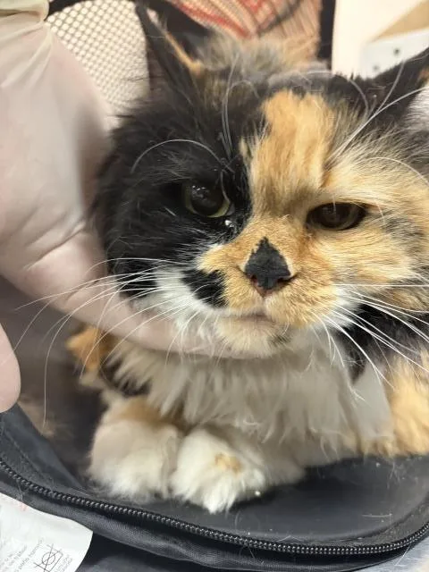 An adult small-sized female Domestic Short Hair cat named Big Mama for adoption in Thousand Palms, CA