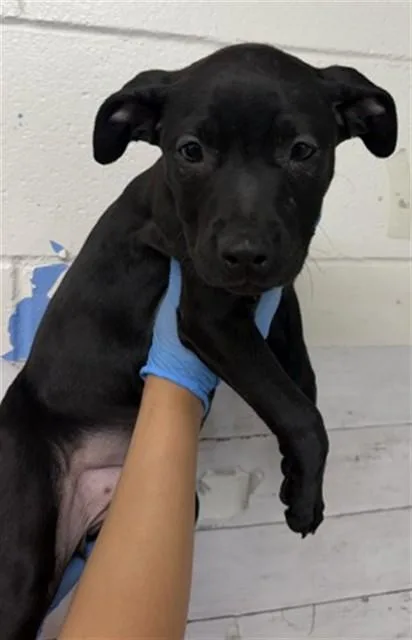A baby small-sized female Pit Bull Terrier dog named Trixie for adoption in San Bernardino, CA