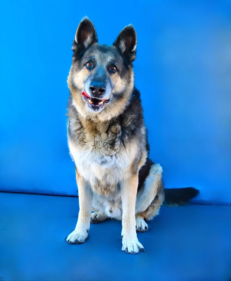 A senior extra large-sized male German Shepherd Dog dog named Kobe for adoption in Pasadena, CA