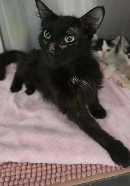 A young medium-sized female Domestic Medium Hair cat named Toothless for adoption in Clinton, MO