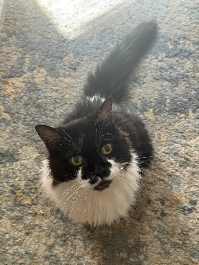 A senior medium-sized female Black & White / Tuxedo Domestic Long Hair cat named Sabrina for adoption in Worcester, MA