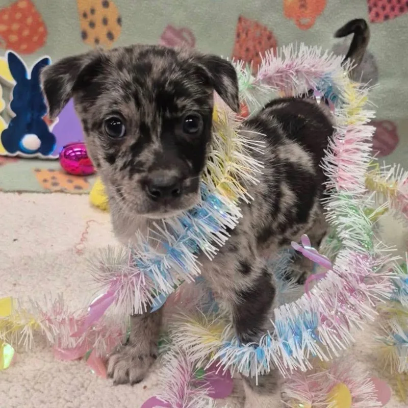 A baby medium-sized female Merle (Blue) Mixed Breed dog named Coral Reef for adoption in Yaphank, NY
