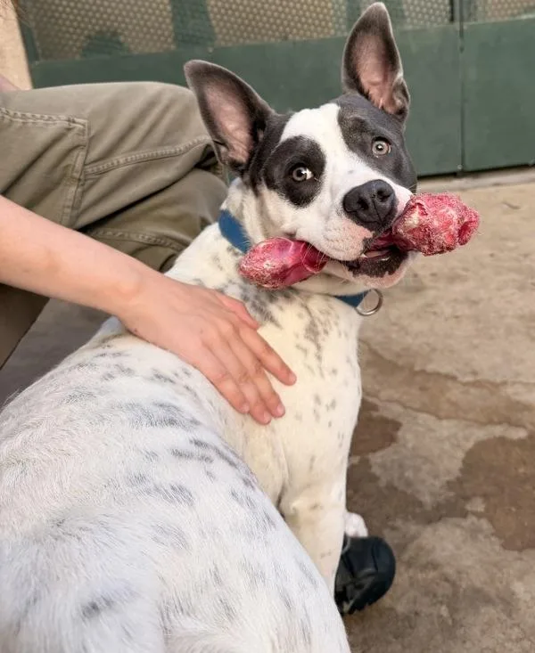 An adult medium-sized female Pit Bull Terrier dog named Mango for adoption in San Diego, CA