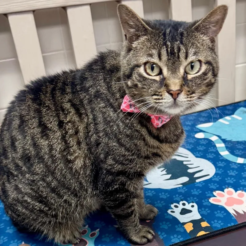 An adult medium-sized female Brown / Chocolate Domestic Short Hair cat named Mabel for adoption in Lakeland, FL