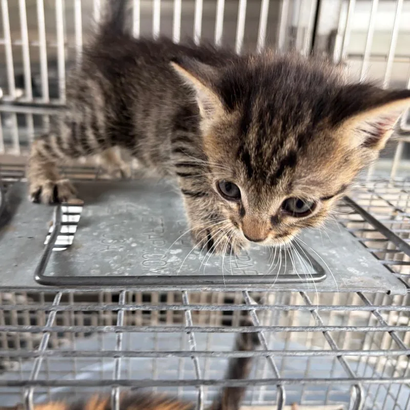 A baby small-sized female Domestic Short Hair cat named Bitzy for adoption in Edinburg, TX