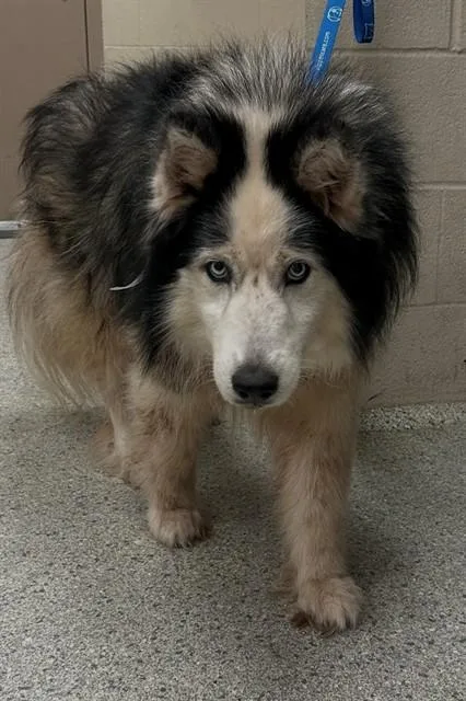 An adult extra large-sized female Husky dog named A for adoption in Conroe, TX